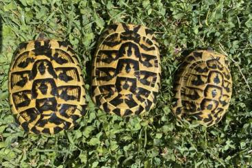 Schildkröten  kaufen und verkaufen Foto: Verona Reptiles 1 ottobre 2023