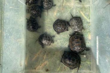 Sumpfschildkröten kaufen und verkaufen Foto: Emys orbicularis galloitalica