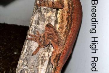 Geckos kaufen und verkaufen Foto: 4.4 Rhacodactylus Auriculatus Höckerkopfgeckos