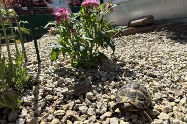 Tortoises kaufen und verkaufen Photo: 0.0.3 THH Testudo Hermanni Hermanni NZ 22 Tortoises kaufen und verkaufen Photo: 0.0.3 THH Testudo Hermanni Hermanni NZ 22