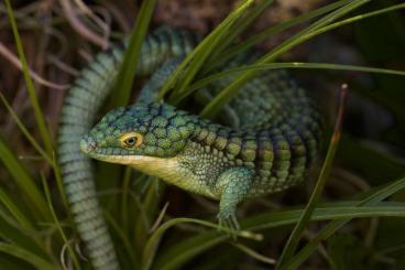 other lizards kaufen und verkaufen Photo: Abronia breeding project in Switzerland