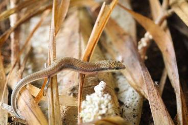 Skinks kaufen und verkaufen Photo: Mochlus sundevalli "Tanzania"