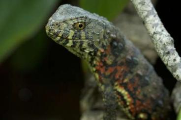 andere Echsen kaufen und verkaufen Foto: Looking for Shinisaurus crocodilurus 