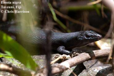 Skinks kaufen und verkaufen Photo: *** Looking for Emoia nigra ***