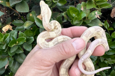 Snakes kaufen und verkaufen Photo: VPI Aztec Snow Glow Shipping available Snakes kaufen und verkaufen Photo: VPI Aztec Snow Glow Shipping available