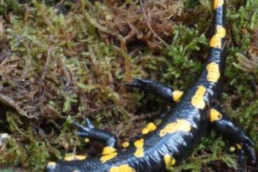 salamanders kaufen und verkaufen Photo: Östlicher Feuersalamander, Österreich, Ostbayern, Ostsachsen salamanders kaufen und verkaufen Photo: Östlicher Feuersalamander, Österreich, Ostbayern, Ostsachsen