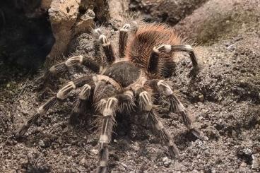 - bird spiders kaufen und verkaufen Photo: 0.1. Acanthoscurria Geniculata und Chromatopelma Cyaneopubescens