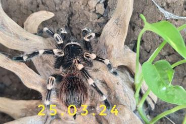 - bird spiders kaufen und verkaufen Photo: 0.1. Acanthoscurria Geniculata und Chromatopelma Cyaneopubescens