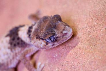 Geckos kaufen und verkaufen Foto: 0.1 Nephrurus cinctus Adult Geckos kaufen und verkaufen Foto: 0.1 Nephrurus cinctus Adult