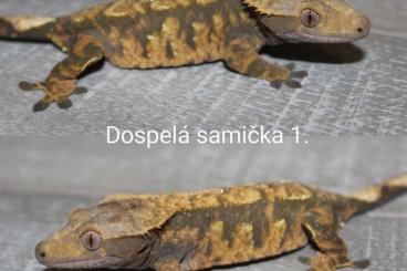 Geckos kaufen und verkaufen Foto: Correlophus ciliatus / Rhacodactylus auriculatus / Eurydactylodes agri