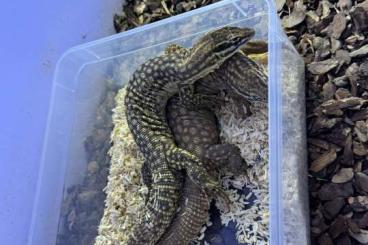 Warane kaufen und verkaufen Foto: 1.1 Pair Varanus Acanthurus Warane kaufen und verkaufen Foto: 1.1 Pair Varanus Acanthurus