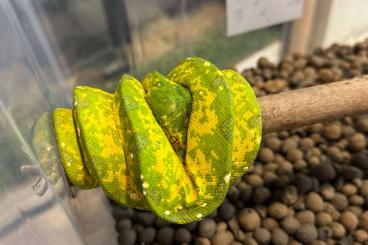 Pythons kaufen und verkaufen Foto: Morelia Viridis Biak male and female Pythons kaufen und verkaufen Foto: Morelia Viridis Biak male and female