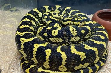 Pythons kaufen und verkaufen Photo: Morelia Cheynei cb17 Female
