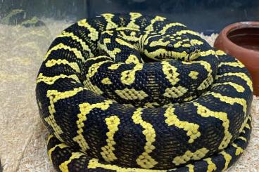 Pythons kaufen und verkaufen Foto: Morelia Cheynei cb17 Female