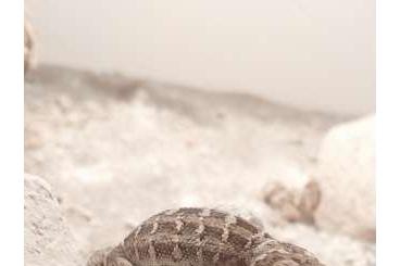 Lizards kaufen und verkaufen Photo: Hemidactylus imbricatus 1.1 Lizards kaufen und verkaufen Photo: Hemidactylus imbricatus 1.1
