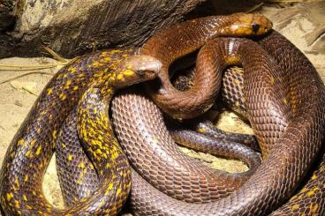 Venomous snakes kaufen und verkaufen Photo: Biete 2.2 Naja nivea nz 6/24 Venomous snakes kaufen und verkaufen Photo: Biete 2.2 Naja nivea nz 6/24