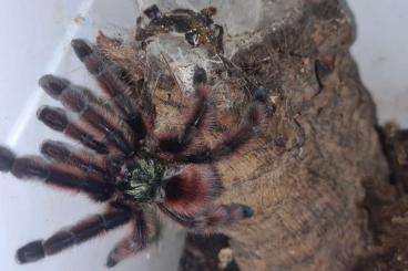 - bird spiders kaufen und verkaufen Photo: 0.1 Caribena versicolor - bird spiders kaufen und verkaufen Photo: 0.1 Caribena versicolor