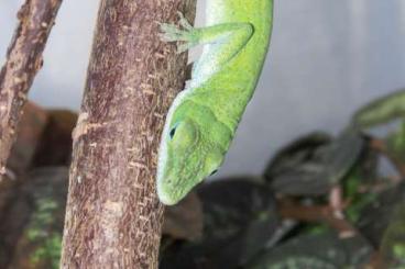 other lizards kaufen und verkaufen Photo: 1,0 Anolis carolinensis adult - auch im Tausch