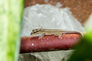 Geckos kaufen und verkaufen Foto: 1.0 Lygodactylus kimhowelli Nachzuchten