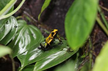 Poison dart frogs kaufen und verkaufen Photo: Suche Phyllobates bicolor Männchen