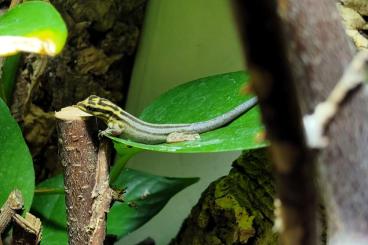 Geckos kaufen und verkaufen Foto: 1,0 Lygodactylus kimhowelli Geckos kaufen und verkaufen Foto: 1,0 Lygodactylus kimhowelli