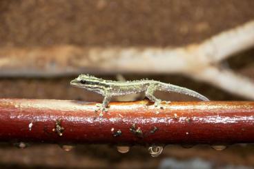 Geckos kaufen und verkaufen Photo: Biete Lygodactylus kimhowelli & Gonatodes albogularis fuscus NZ 2024 Geckos kaufen und verkaufen Photo: Biete Lygodactylus kimhowelli & Gonatodes albogularis fuscus NZ 2024