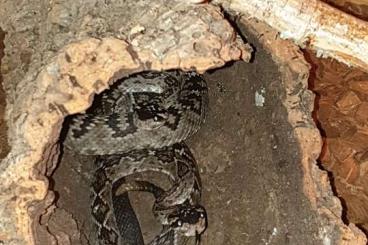 Schlangen kaufen und verkaufen Foto: Verkaufe Crotalus molossus 