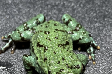 frogs kaufen und verkaufen Photo: Bombina Orientalis CB 2021