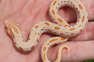 Schlangen kaufen und verkaufen Foto: Heterodon nasicus ~ Arctic Albino Conda