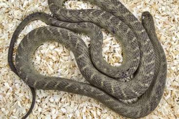 Snakes kaufen und verkaufen Photo: Dasypeltis fasciata ~ Western Forest Eggeater ~ Wald-Eierschlange Snakes kaufen und verkaufen Photo: Dasypeltis fasciata ~ Western Forest Eggeater ~ Wald-Eierschlange