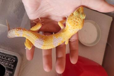 Lizards kaufen und verkaufen Photo: Leopardgecko 1.0 WY Tangerine Mack Snow Tremper Albino 
