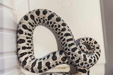 Schlangen kaufen und verkaufen Foto: Heterodon nasicus - hognose snake - super Arctic