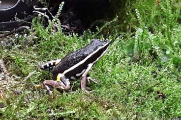 Poison dart frogs kaufen und verkaufen Photo: Ameerega Picta Nachzuchten