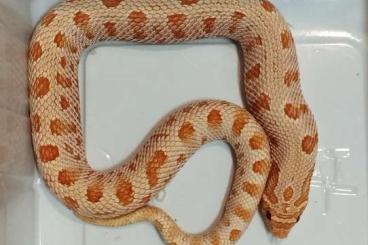 Snakes kaufen und verkaufen Photo: Heterodon nasicus/ heterodon nasicus
