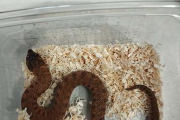 Snakes kaufen und verkaufen Photo: Swiss Chocolat Heterodon Nasicus Snakes kaufen und verkaufen Photo: Swiss Chocolat Heterodon Nasicus