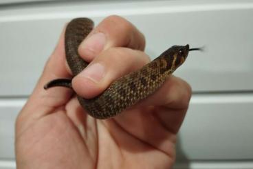 Snakes kaufen und verkaufen Photo: Swiss Chocolat Heterodon Nasicus Snakes kaufen und verkaufen Photo: Swiss Chocolat Heterodon Nasicus