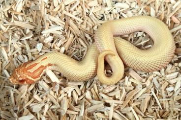 Schlangen kaufen und verkaufen Foto: Heterodon Nasicus/ Hognose Snake