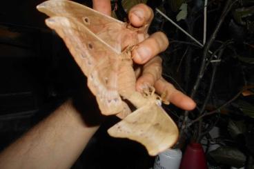 Insekten kaufen und verkaufen Photo: Eichenseidenspinner Antheraea pernyi Insekten kaufen und verkaufen Photo: Eichenseidenspinner Antheraea pernyi