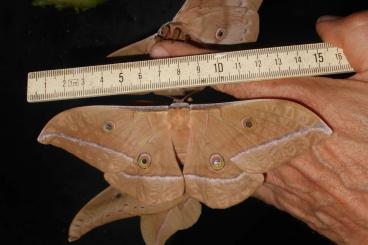 Insekten kaufen und verkaufen Foto: Eichenseidenspinner Antheraea pernyi