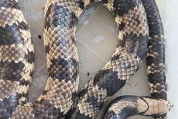 Snakes kaufen und verkaufen Photo: False water cobra - Adults and Babies