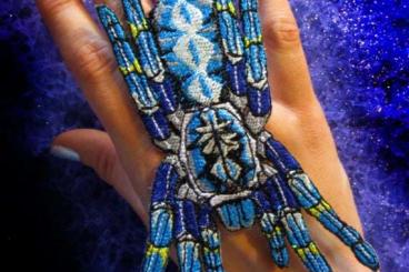 Spinnen und Skorpione kaufen und verkaufen Foto: BIETE VOGELSPINNEN ACTUALE OFFER MaciejGspiders worldwide shipping Spinnen und Skorpione kaufen und verkaufen Foto: BIETE VOGELSPINNEN ACTUALE OFFER MaciejGspiders worldwide shipping