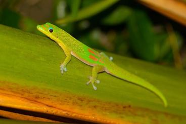 Geckos kaufen und verkaufen Foto: Phelsuma laticauda abzugeben