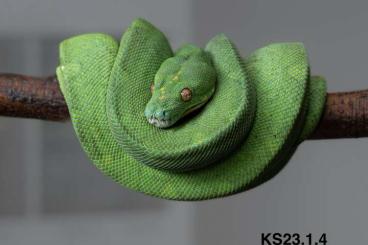 Pythons kaufen und verkaufen Photo: Morelia viridis / azurea Pythons kaufen und verkaufen Photo: Morelia viridis / azurea