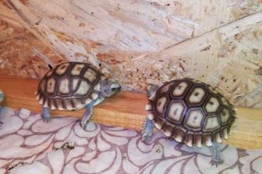Landschildkröten kaufen und verkaufen Foto: Spornschildkröte, Geochelone Sulcata, Babys 