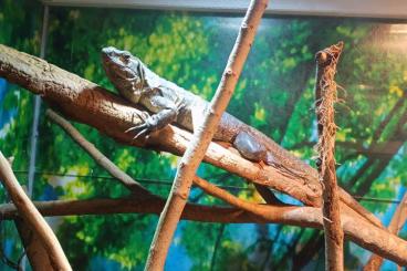 Lizards kaufen und verkaufen Photo: Schwarzleguane Ctenosaura similis 