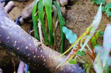 Snakes kaufen und verkaufen Photo: Amazon tree boa / Corallus hortulanus 1.0 CB2018