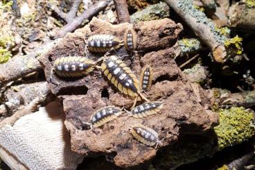 Insects kaufen und verkaufen Photo: Porcellio werneri Silverback Venezillo sp. Namibia