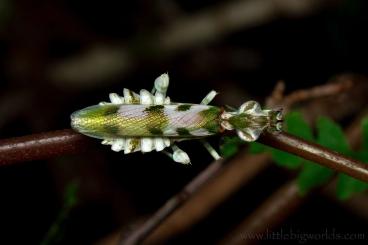 Insekten kaufen und verkaufen Foto: Biete Mantodea/Gottesanbeterinnen Insekten kaufen und verkaufen Foto: Biete Mantodea/Gottesanbeterinnen