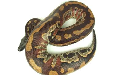 Schlangen kaufen und verkaufen Foto: Python brongersmai (male) - Bangka