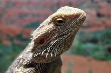 Bearded dragons kaufen und verkaufen Photo: Suche NZ Bartagame 23/24 